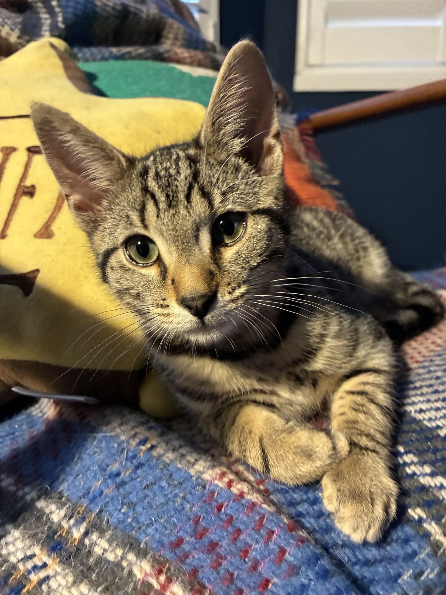 More cat photos