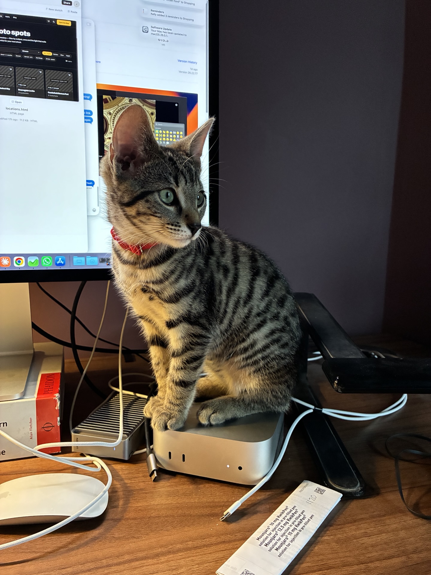 A cat sat on a Mac mini