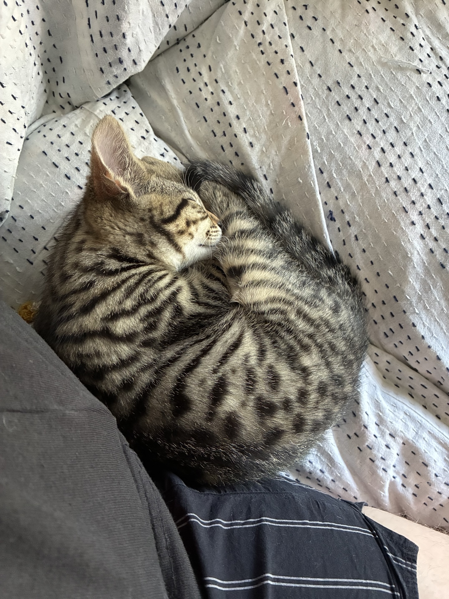 More cat photos