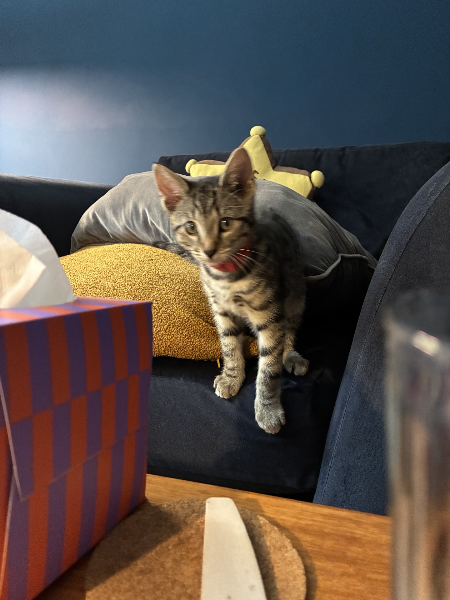 More cat photos