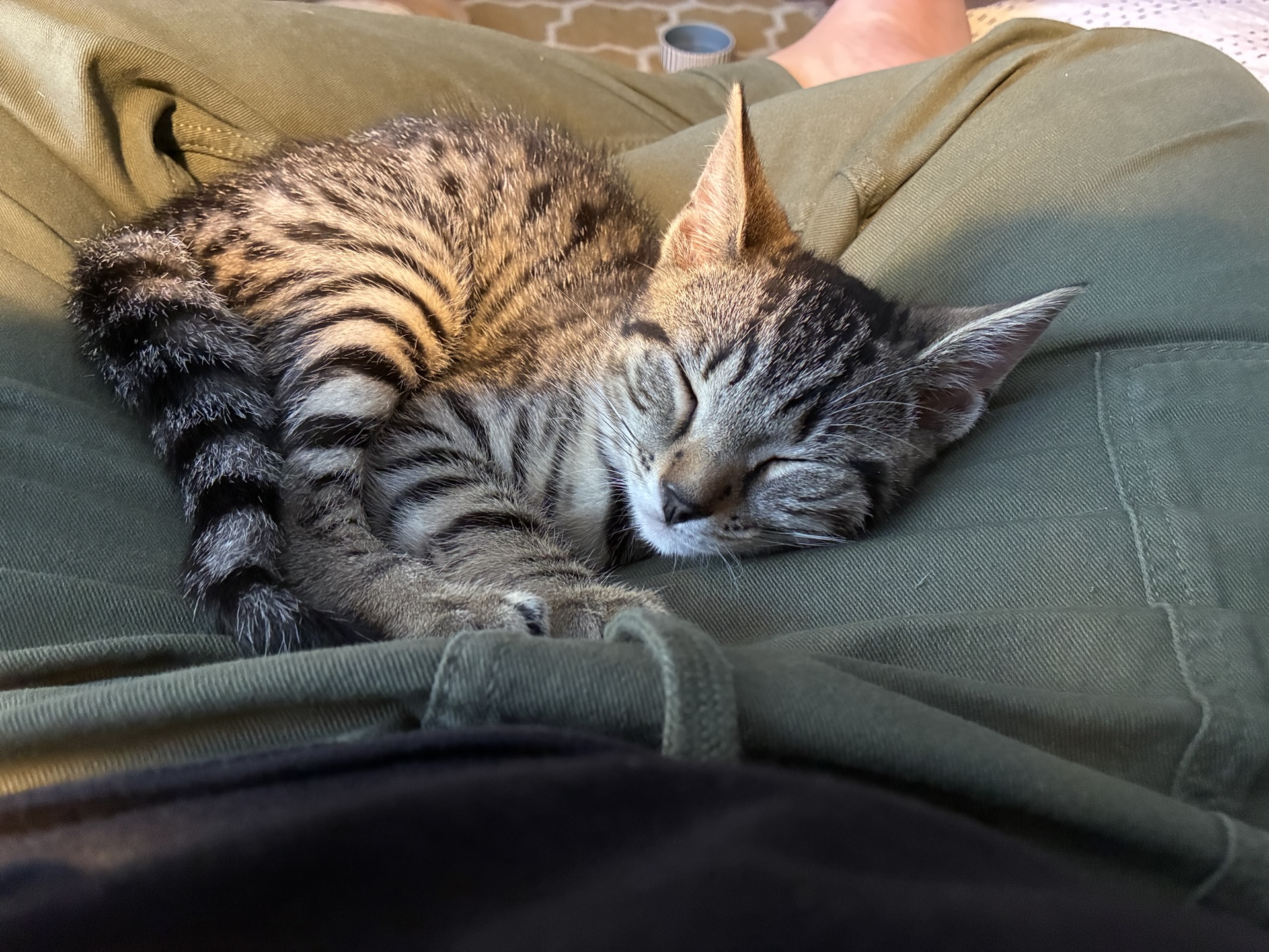 More cat photos