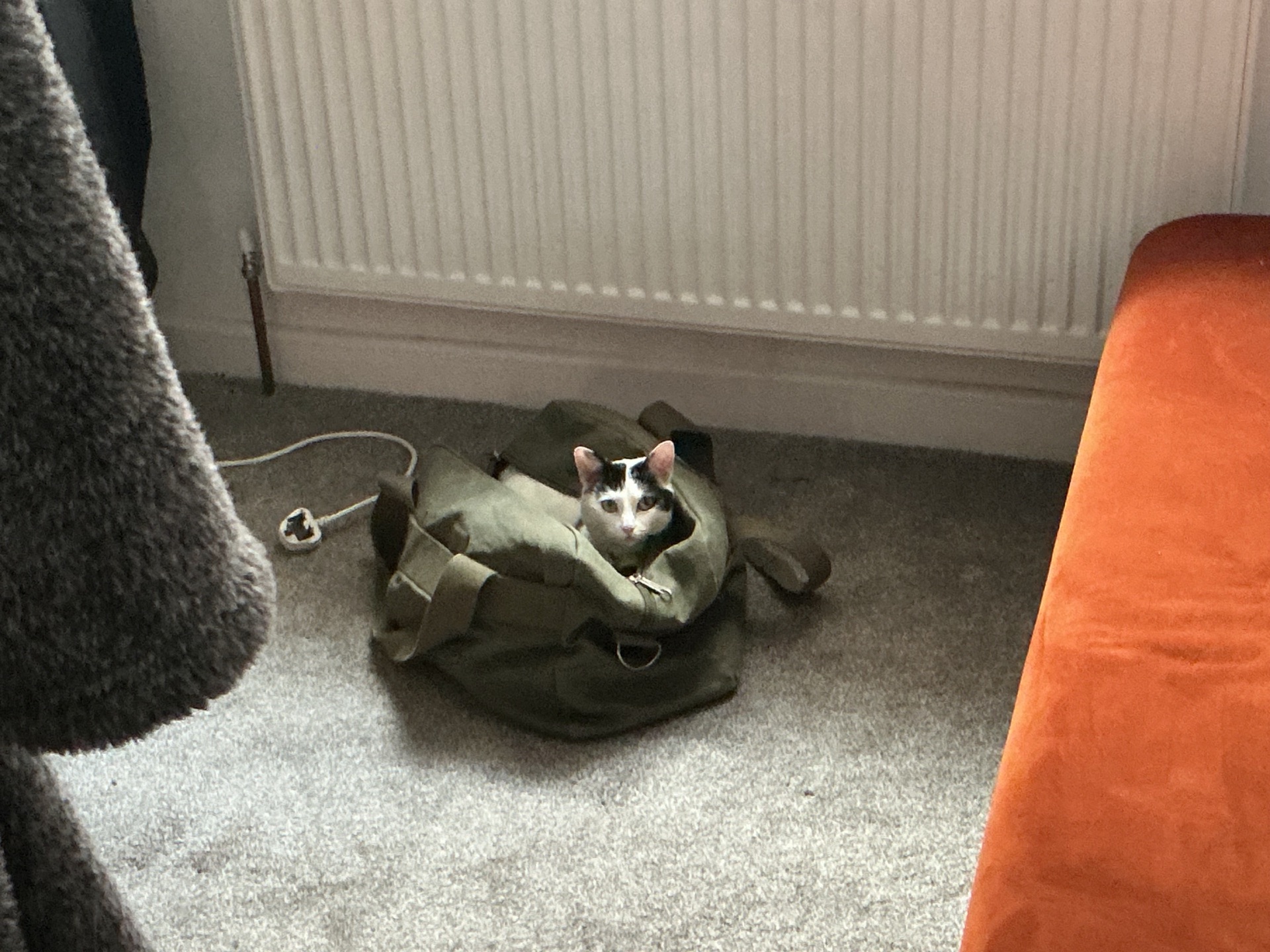 Cat in a bag